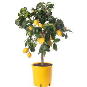 Lemon Tree - Outdoor Fruit Tree, Grow Your Own Tasty Fruits, Ideal Size for UK Gardens in 20cm Pot (2-3ft)