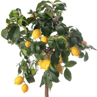 Lemon Tree - Outdoor Fruit Tree, Grow Your Own Tasty Fruits, Ideal Size ...