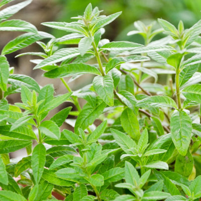 Lemon Verbena | Two Live Herb Plants | Non GMO, Bright, Lemony Herb, Great  Grower