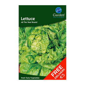 Lettuce All Year Round (Lactuca sativa)