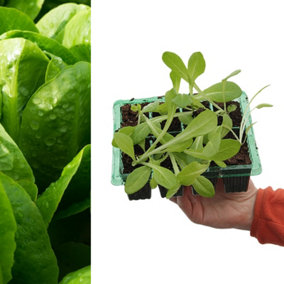 Lettuce 'Cos Little Gem' Plants - 8 Pack - Easy Planting