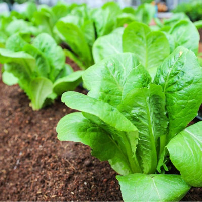 Lettuce 'Cos Little Gem' Plants - 8 Pack - Easy Planting