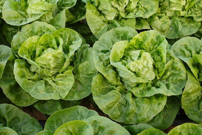 Lettuce Little Gem Vegetable Seeds (Approx. 800 seeds) by Jamieson Brothers - 4