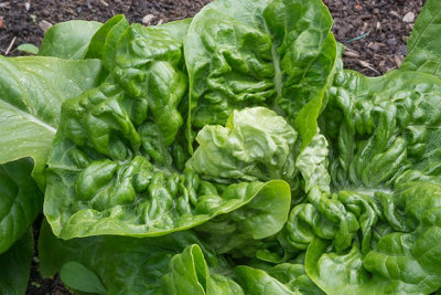 Lettuce Little Gem Vegetable Seeds (Approx. 800 seeds) by Jamieson Brothers - 6