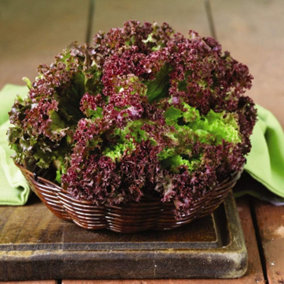 Lettuce Lollo Rossa 1 Seed Packet (500 Seeds)
