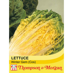 Lettuce (Romaine/Cos) Winter Gem 1 Seed Packet  (150 Seeds)