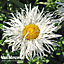 Leucanthemum Crazy Daisy 6 Plug Plants