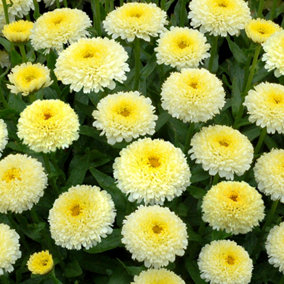 Leucanthemum Luna - Bright Yellow and White Flowering Shasta Daisy, Compact Size (20-30cm Height Including Pot)