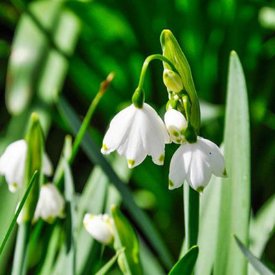 Leucojum aestivum (Snowflakes) 20 bulbs size 8/9
