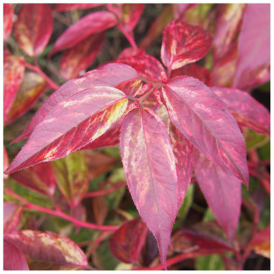 Leucothoe Scarletta 'Zeblid' Plant in a 2L Pot, Lovely Evergreen Foliage