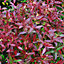 Leucothoe Zeblid Garden Plant - Glossy Green Foliage, Compact Size, Hardy (15-30cm Height Including Pot)