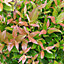 Leucothoe Zeblid Garden Plant - Glossy Green Foliage, Compact Size, Hardy (15-30cm Height Including Pot)