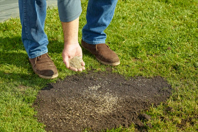 Person spreading grass seeds into a patch of bare soil in the middle of a lawn with their hand.