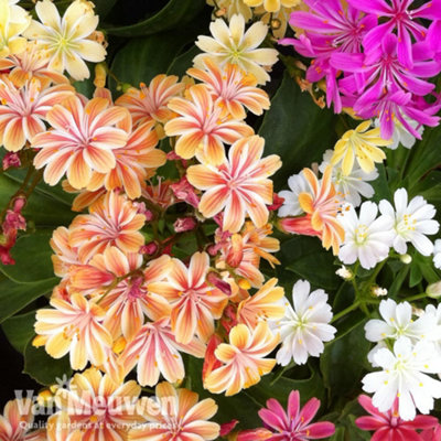 Lewisia Elise Mixed 48 Plug Plants | DIY at B&Q