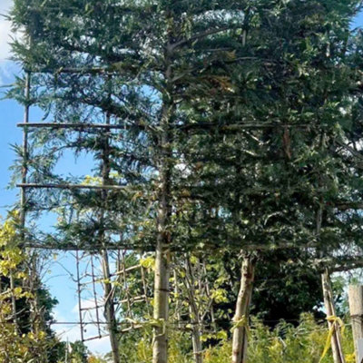 Leyland Cypress Pleached Tree with Staking Kit - 180cm Stem and 14cm Girth