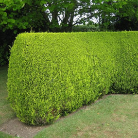 Leylandii Gold - Evergreen Conifer Hedging, Low Maintenance, Fast-Growing (20-40cm, 10 Plants)