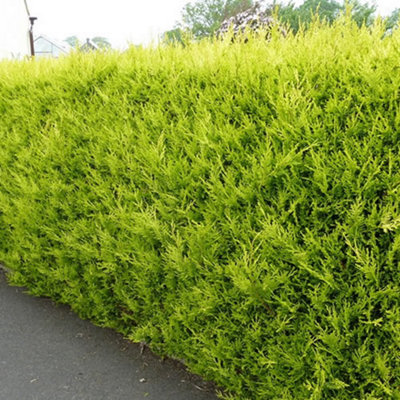 Leylandii Gold - Evergreen Conifer Hedging, Low Maintenance, Fast-Growing (20-40cm, 10 Plants)