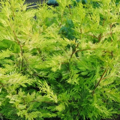 Leylandii Gold - Evergreen Conifer Hedging, Low Maintenance, Fast-Growing (20-40cm, 100 Plants)