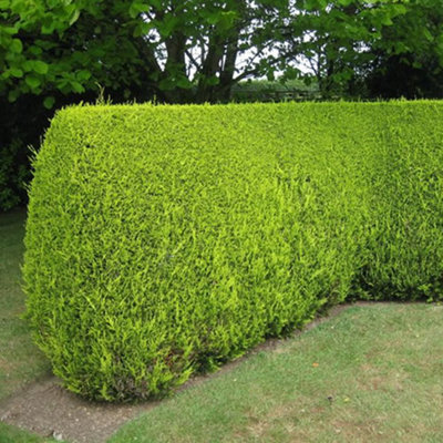 Leylandii Gold - Evergreen Conifer Hedging, Low Maintenance, Fast-Growing (20-40cm, 20 Plants)