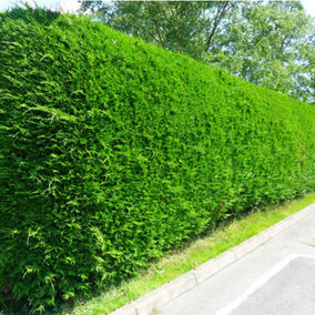 Leylandii Green - Fast-Growing Evergreen Conifer Hedging, Hardy and Low Maintenance (20-40cm, 10 Plants)