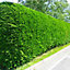 Leylandii Green - Fast-Growing Evergreen Conifer Hedging, Hardy and Low Maintenance (20-40cm, 5 Plants)