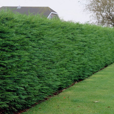 Leylandii Green Garden Plant - Golden Foliage, Compact Size (30-50cm, 100 Plants)