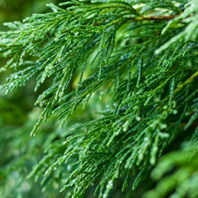 Leylandii Green Starter Hedge Pack - 10 Young Plants for Dense Coverage (30-60cm)