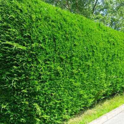 Leylandii Green Starter Hedge Pack - 10 Young Plants for Dense Coverage ...