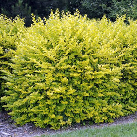 Ligustrum Aureum Garden Plant - Evergreen Golden-Yellow Foliage, Compact Size (20-30cm Height Including Pot)