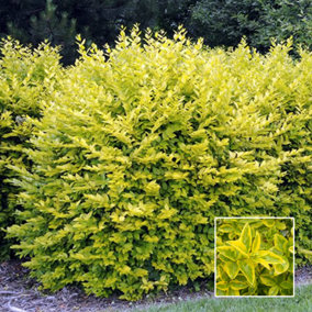 Ligustrum Aureum - Gold Privet Hedging Plants, Evergreen, Hardy, Low Maintenance (20-40cm, 10 Plants)