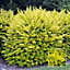 Ligustrum Aureum - Gold Privet Hedging Plants, Evergreen, Hardy, Low Maintenance (20-40cm, 5 Plants)
