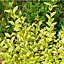 Ligustrum Aureum - Gold Privet Hedging Plants, Evergreen, Hardy, Low Maintenance (20-40cm, 5 Plants)