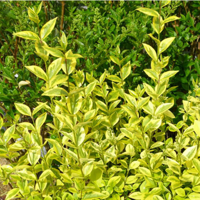 Ligustrum Aureum - Gold Privet Hedging Plants, Evergreen, Hardy, Low Maintenance (20-40cm, 50 Plants)