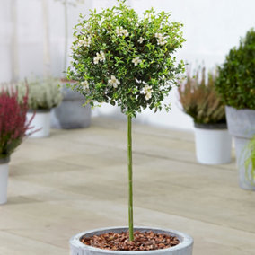 Ligustrum Delavayanum Patio Tree - Stunning Variety, Ideal for UK Gardens, Compact Size (2-3ft)