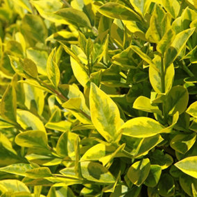 Ligustrum ovalifolium Aureum (Golden Privet) bush in 9cm Pot