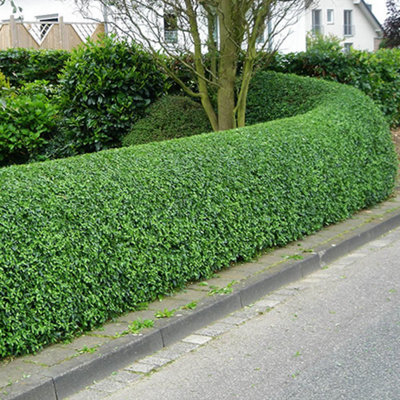 ligustrum-ovalifolium-hardy-green-privet-hedging-low-maintenance-20