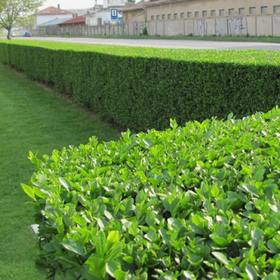 Ligustrum Ovalifolium - Hardy Green Privet Hedging, Low Maintenance (20-40cm, 50 Plants)