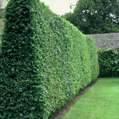 Ligustrum Vulgare 'Wild Privet' Bare Root Hedge Hedging Tree Plants (3 ...