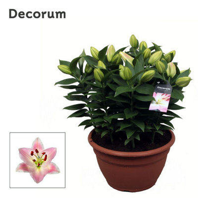 Lil Or Rascal Souvenir 9pp, 25cm Pot Size, 40cm Tall, Lily, Indoor ...