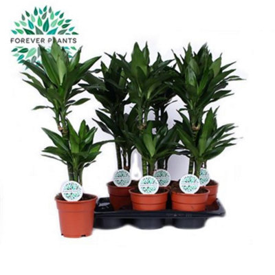 Lil Or Rascal Souvenir 9pp, 25cm Pot Size, 40cm Tall, Lily, Indoor ...