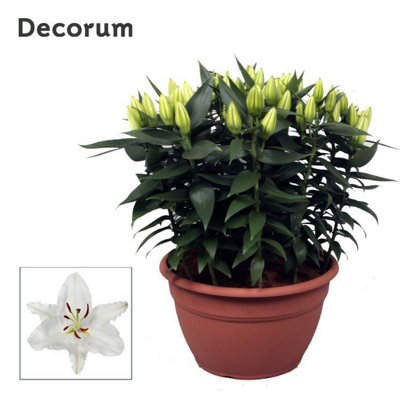 Lil Or True Emotion XL 15pp, 35cm Pot Size, 60cm Tall, Lily, Indoor ...