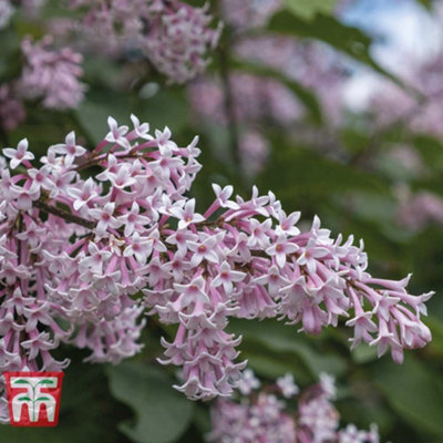 Lilac Josikaea 9cm Potted Plant x 1