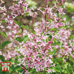 Lilac (Syringa) Bloomerang Pink Perfume 13cm Potted Plant x 1