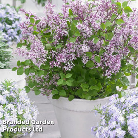 Lilac (Syringa) meyeri Flowerfesta Purple 9cm Potted Plant  x 1