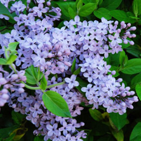 Lilac (Syringa) President Grevy 9cm Potted Plant x 1