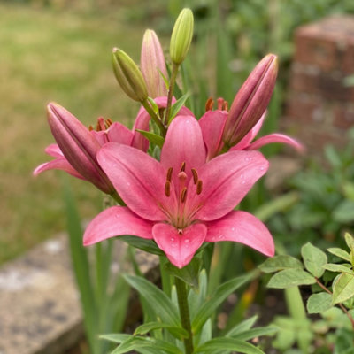Lilium Asiatic Pink 2 Bulbs Ready for Planting Now in UK Autumn Outdoor ...