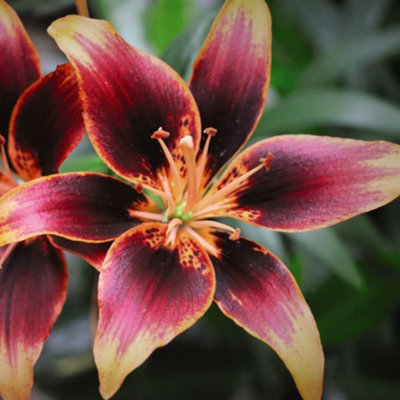 LILY FOREVER SUSAN 10 BULBS - SUMMER FLOWERING