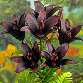 Lily Landini, Pack of 10 bulbs, size 10/12, Black Flowered Lilies