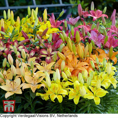Lilium Mixed Lily Flower Bulbs for Cut Planting - Pack of 10