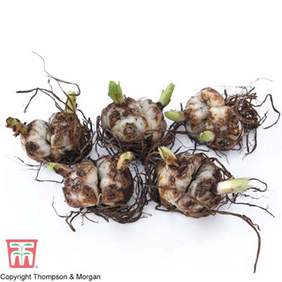 Lily (Lilium) Black Jewel 5 Bulbs (Size 14/16)